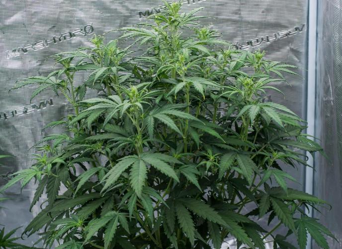 😈 Dark Devil Auto (Sweet Seeds). Week 5