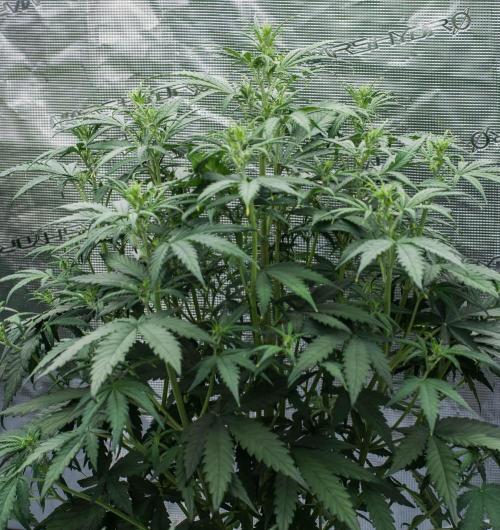 Dark Devil Auto. Week 5