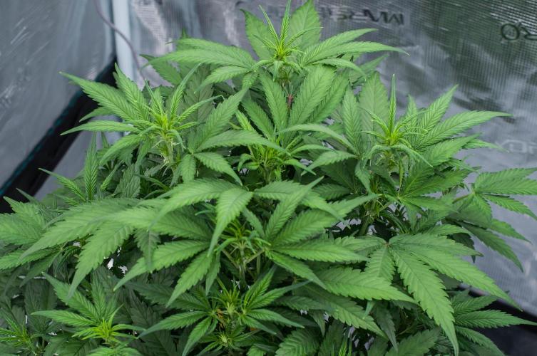 🥊 Banana Purple Punch Auto (Fastbuds). Week 5