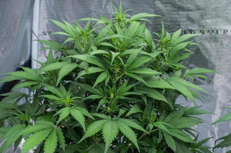 🥊 Banana Purple Punch Auto (Fastbuds). Week 5