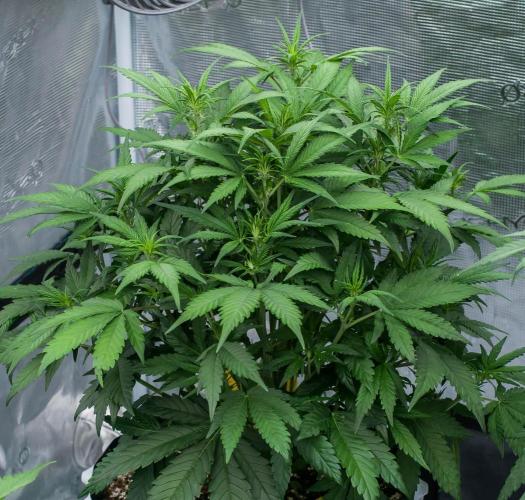 🥊 Banana Purple Punch Auto (Fastbuds). Week 5