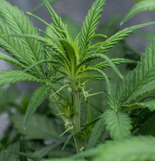 🥊 Banana Purple Punch Auto (Fastbuds). Week 5