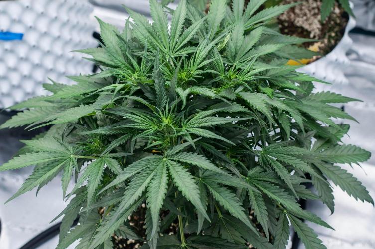 Jet Fuel Gelato Auto by Ganjafarmer. Week 5