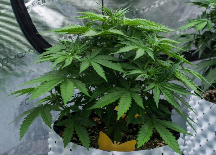 Pineapple Sunrise Auto by Ganjafarmer. Week 5
