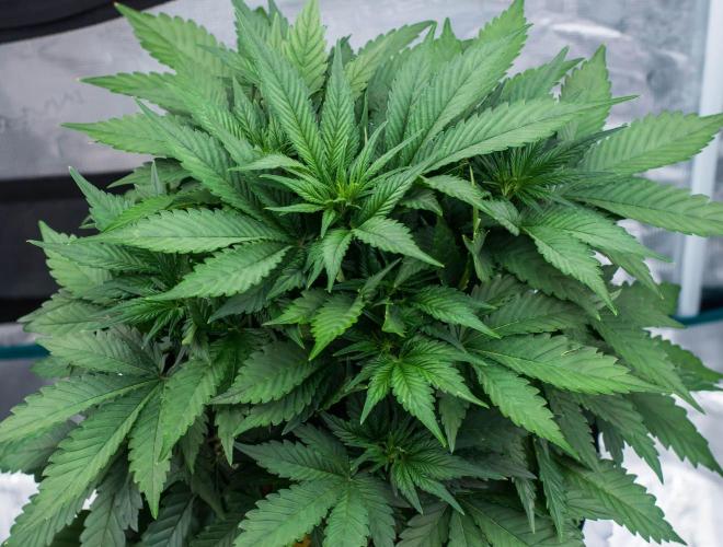 Papaya Cookies from Fastbuds. Week 4
