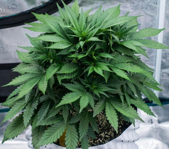Papaya Cookies from Fastbuds. Week 4