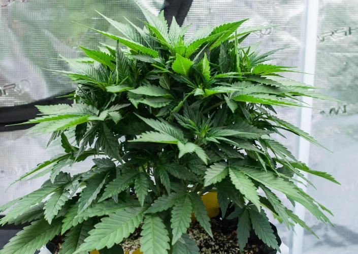 Papaya Cookies from Fastbuds. Week 4