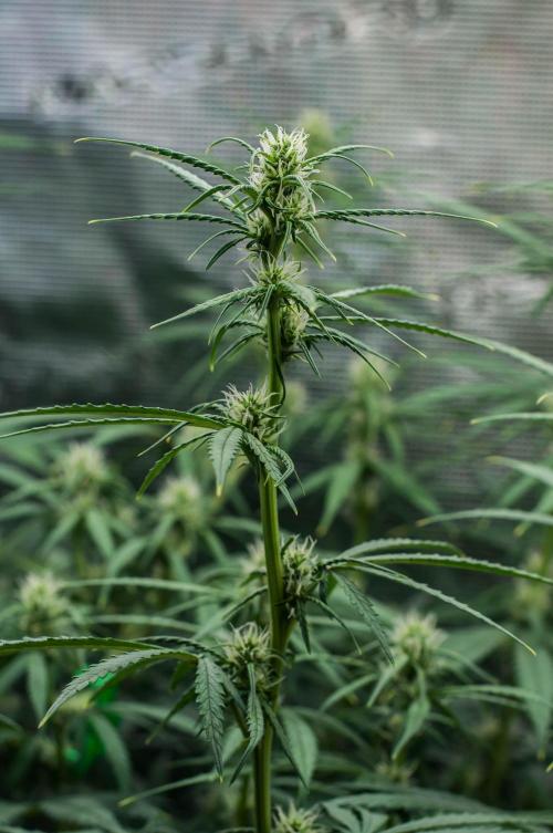 😈 Dark Devil Auto (Sweet Seeds). Week 6