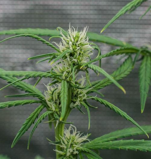 😈 Dark Devil Auto (Sweet Seeds). Week 6