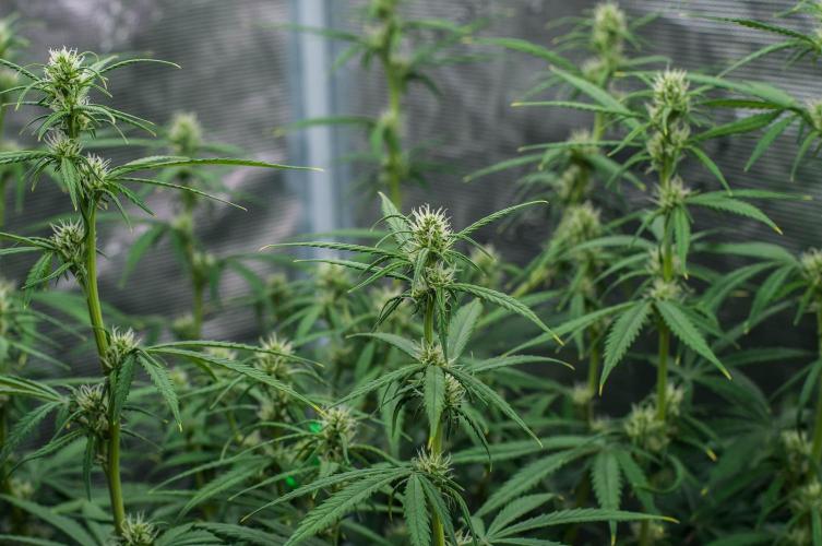 😈 Dark Devil Auto (Sweet Seeds). Week 6