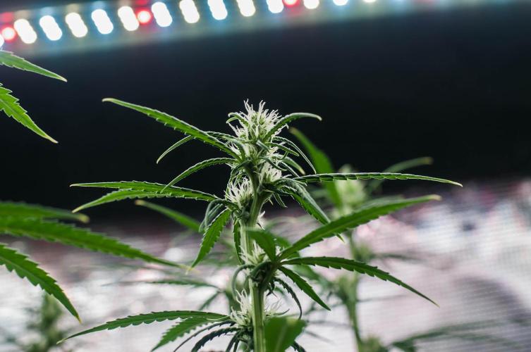 😈 Dark Devil Auto (Sweet Seeds). Week 6