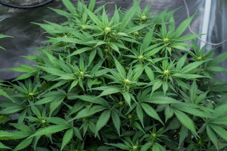Papaya Cookies from Fastbuds. Week 5