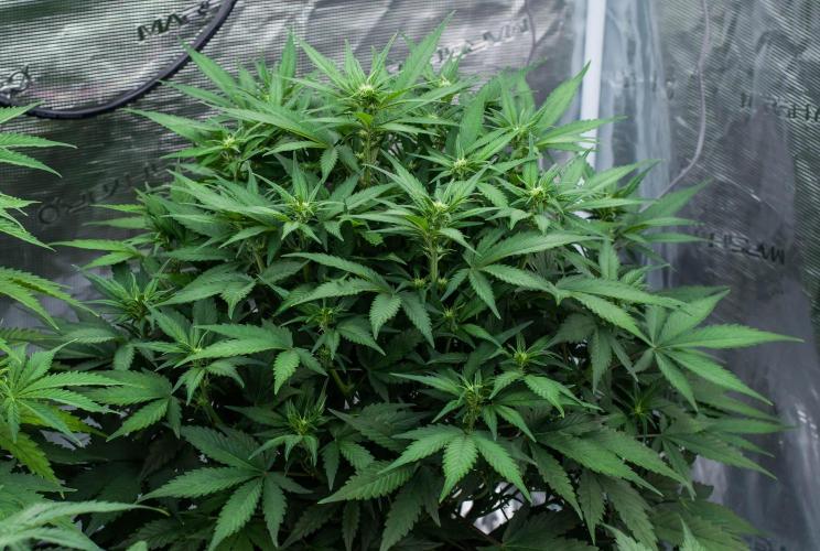 Papaya Cookies from Fastbuds. Week 5