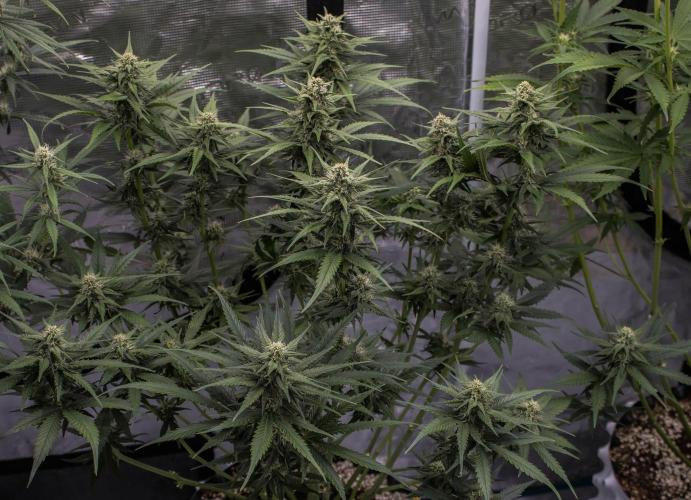 🥊 Banana Purple Punch Auto (Fastbuds). Week 7
