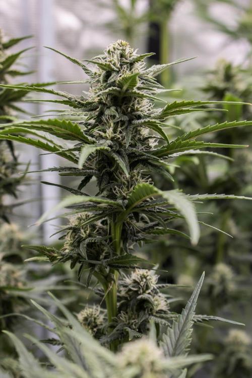 🥊 Banana Purple Punch Auto (Fastbuds). Week 7