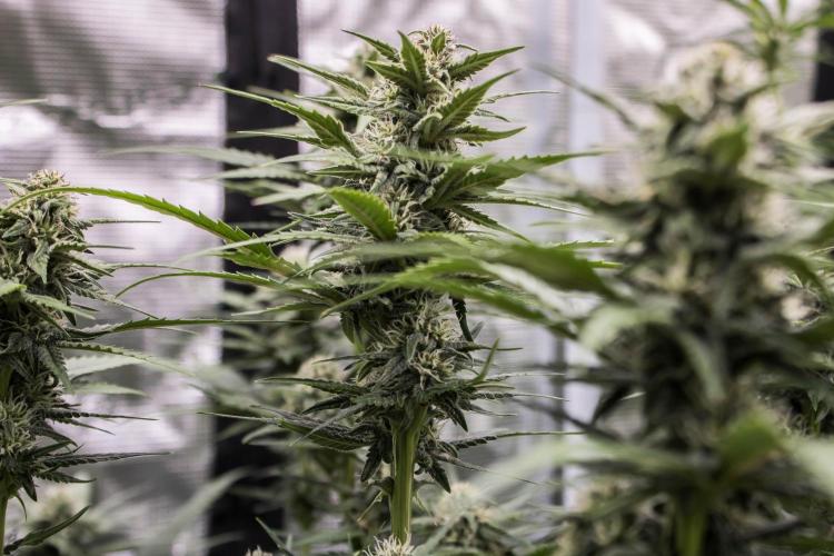 🥊 Banana Purple Punch Auto (Fastbuds). Week 7