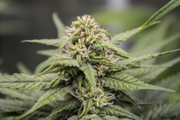 🥊 Banana Purple Punch Auto (Fastbuds). Week 7