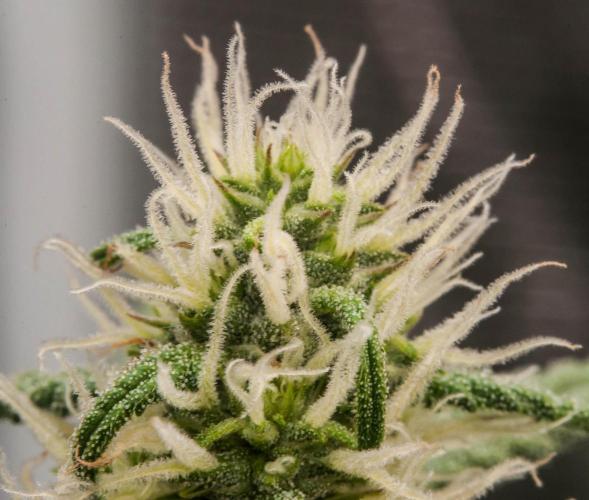 😈 Dark Devil Auto (Sweet Seeds). Week 7