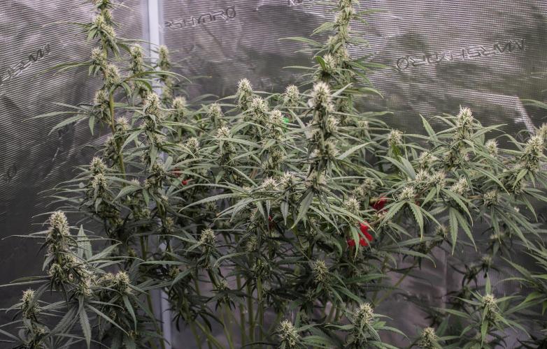 😈 Dark Devil Auto (Sweet Seeds). Week 7