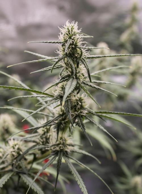 😈 Dark Devil Auto (Sweet Seeds). Week 7