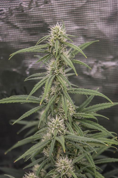 😈 Dark Devil Auto (Sweet Seeds). Week 7