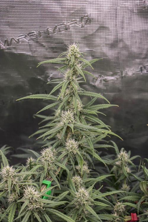 😈 Dark Devil Auto (Sweet Seeds). Week 7
