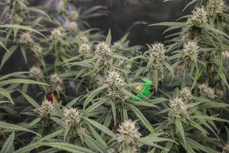 😈 Dark Devil Auto (Sweet Seeds). Week 7