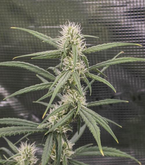 😈 Dark Devil Auto (Sweet Seeds). Week 7