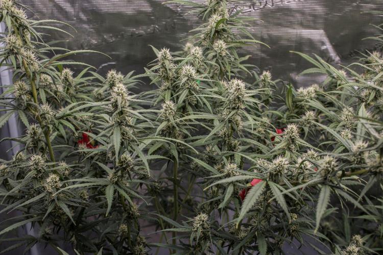 😈 Dark Devil Auto (Sweet Seeds). Week 7