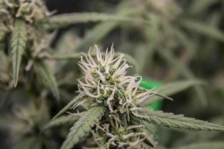 😈 Dark Devil Auto (Sweet Seeds). Week 7