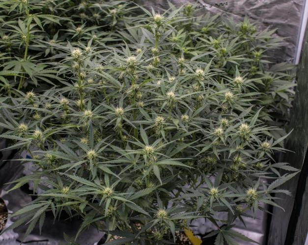 Jet Fuel Gelato Auto by Ganjafarmer. Week 7
