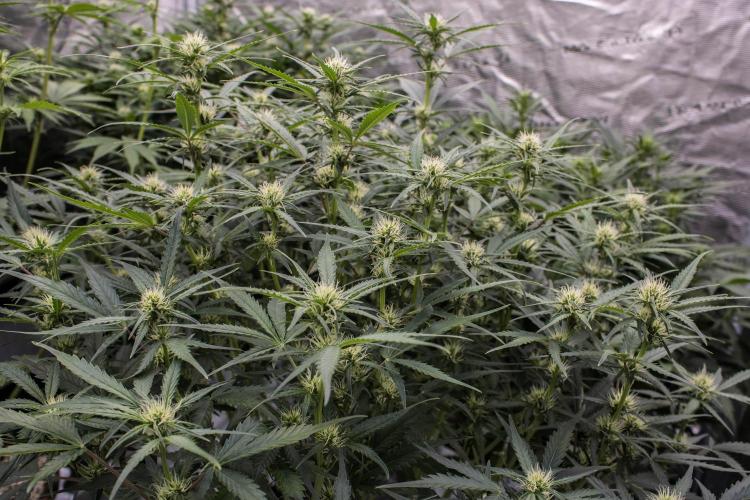 Jet Fuel Gelato Auto. Week 7