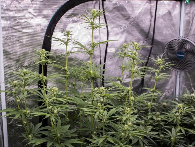Pineapple Sunrise Auto by Ganjafarmer. Week 7