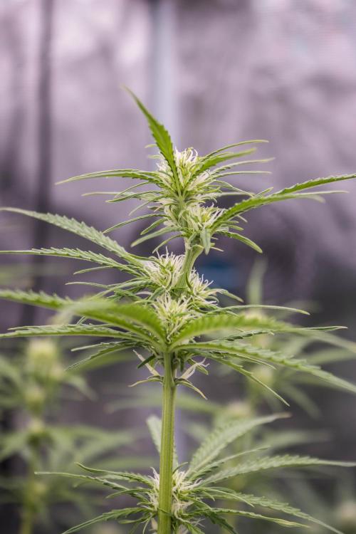 Pineapple Sunrise Auto by Ganjafarmer. Week 7