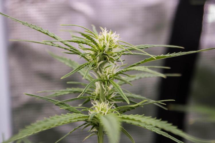 Pineapple Sunrise Auto by Ganjafarmer. Week 7