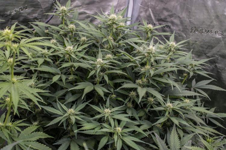 Papaya Cookies from Fastbuds. Week 6