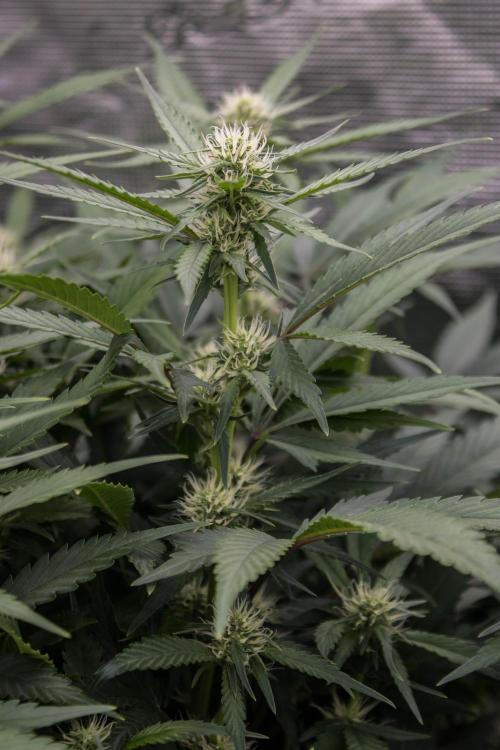 Papaya Cookies from Fastbuds. Week 6
