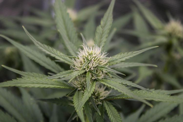 Papaya Cookies from Fastbuds. Week 6