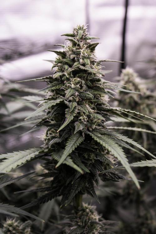 🥊 Banana Purple Punch Auto (Fastbuds). Week 8