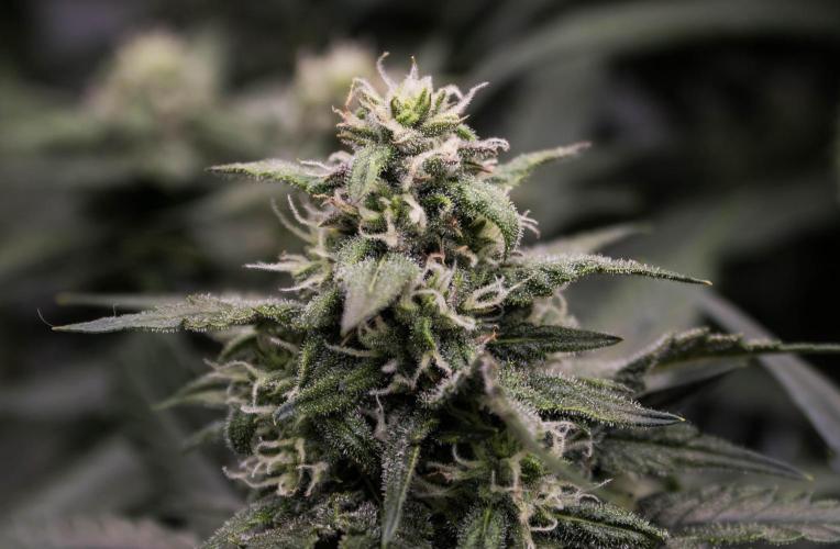 🥊 Banana Purple Punch Auto (Fastbuds). Week 8