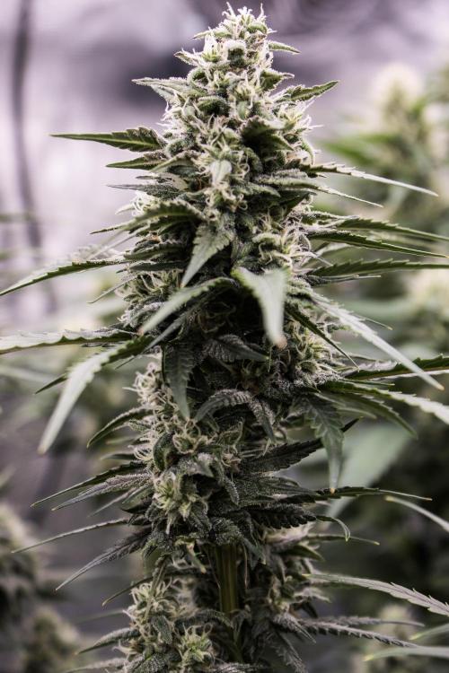 🥊 Banana Purple Punch Auto (Fastbuds). Week 8