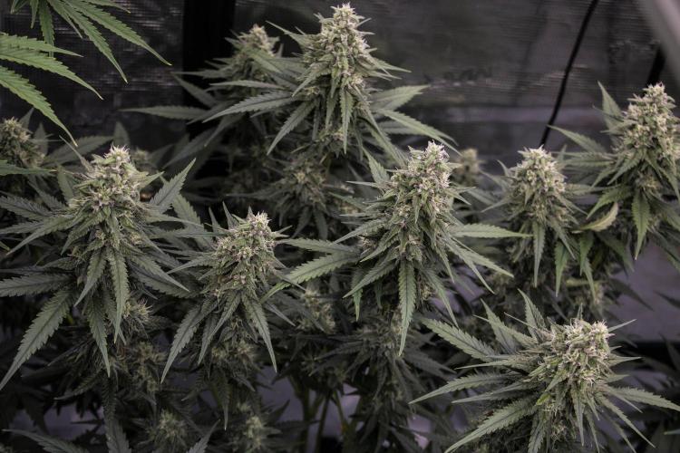 🥊 Banana Purple Punch Auto (Fastbuds). Week 8