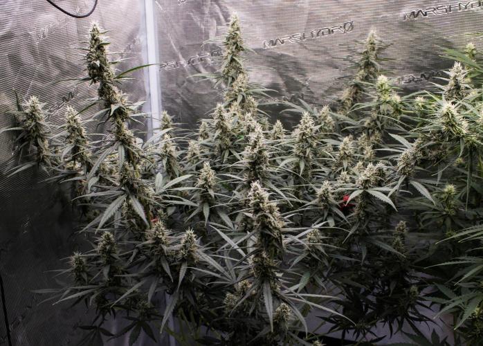 😈 Dark Devil Auto (Sweet Seeds). Week 8