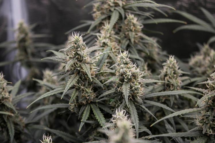 😈 Dark Devil Auto (Sweet Seeds). Week 8