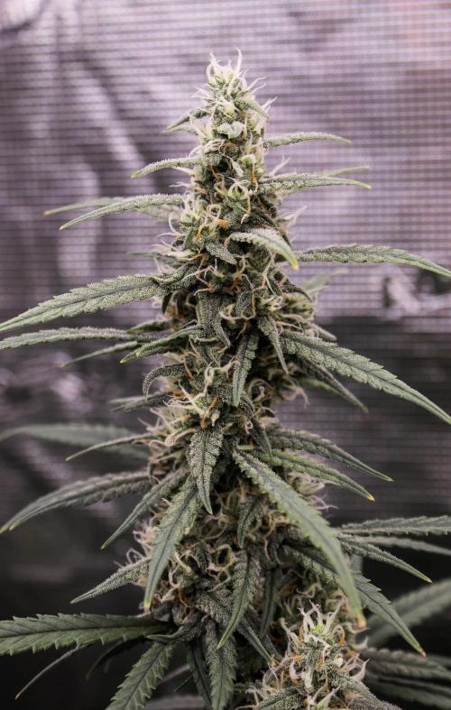 😈 Dark Devil Auto (Sweet Seeds). Week 8