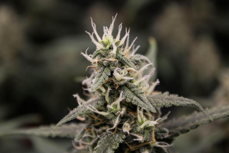 😈 Dark Devil Auto (Sweet Seeds). Week 8