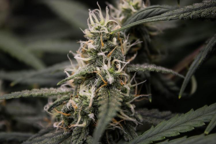 😈 Dark Devil Auto (Sweet Seeds). Week 8
