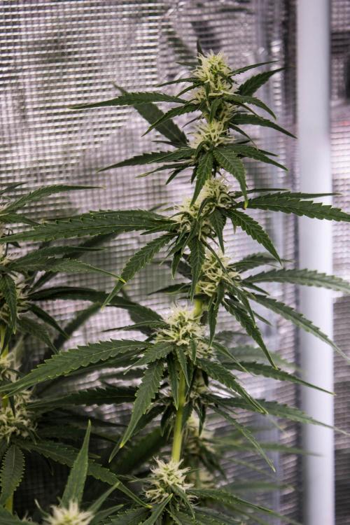 Pineapple Sunrise Auto by Ganjafarmer. Week 8