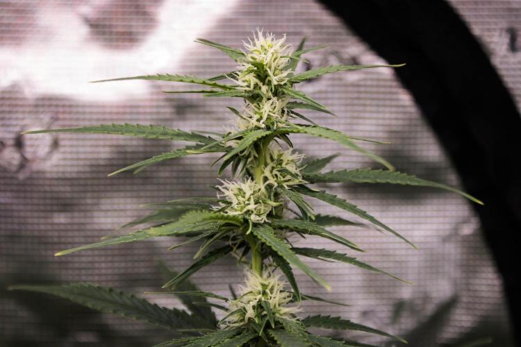 Pineapple Sunrise Auto by Ganjafarmer. Week 8