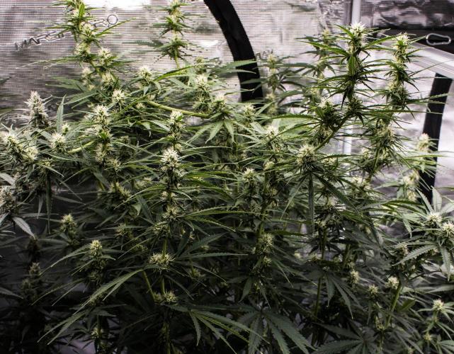 Pineapple Sunrise Auto by Ganjafarmer. Week 8